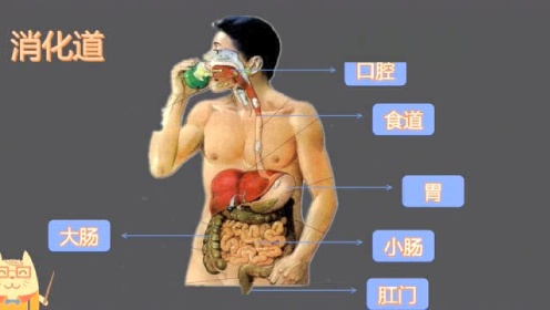 消化在线，数字化时代下的消化健康探索之旅